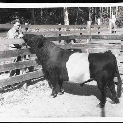 Foreman Wendall Dennison with belted galloway bull imported from Scotland in 1953.