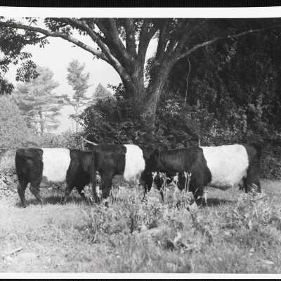 Belted galloways. Camden-Rockport, ME