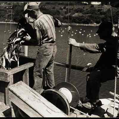Mackerel catch