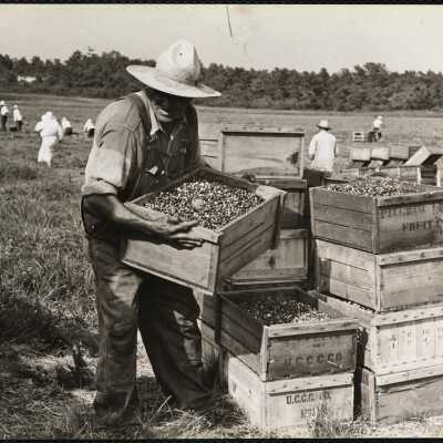 Cranberries Cape Cod