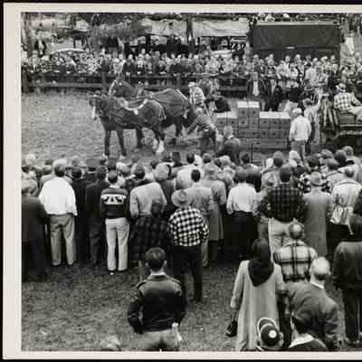 Horse pulling contest Sandwich Fair