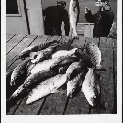 Orleans, Cape Cod