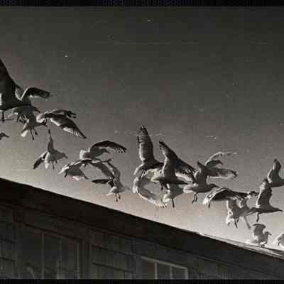 Sea gulls