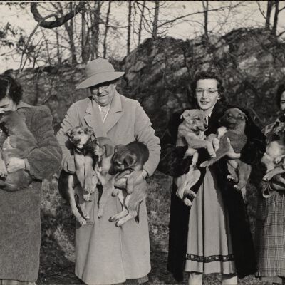 Dog shows