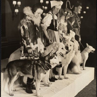 Dog shows