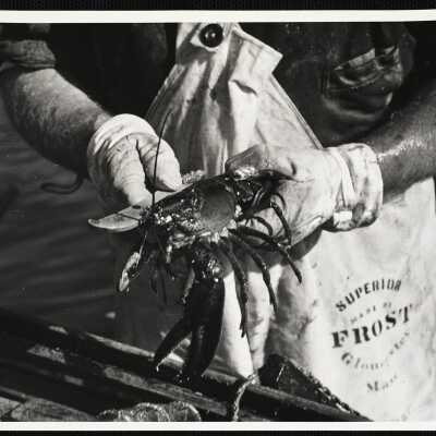 A lobster which measures less than 3 1/8 inches or more than 5 inches is illegal in Maine.