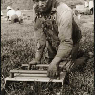 Cranberry picking Cape Cod