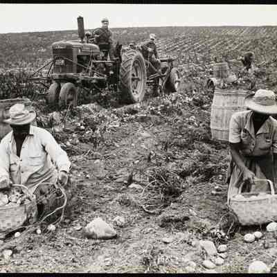 Picking potatoes in Maine