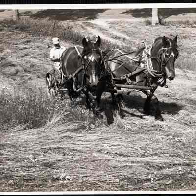 N.H. near Lyme, early 1950s