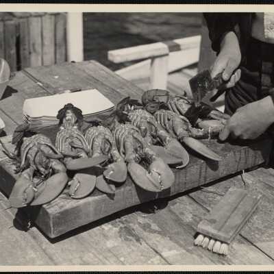 Cracking boiled lobsters - Maine New Harbor, 1943