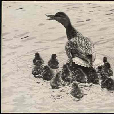 Ducks (New England)
