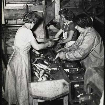 Cleaning mackerel for canning - New Harbor, Maine