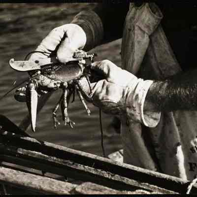 New Harbor, ME. measuring the lobster for legal size