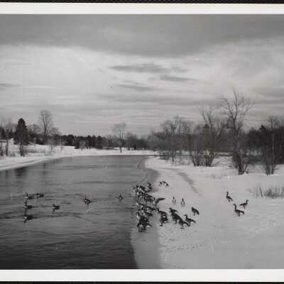 Concord, Mass Canada geese