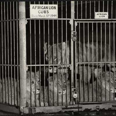 African lion cubs, born March 10th 1944