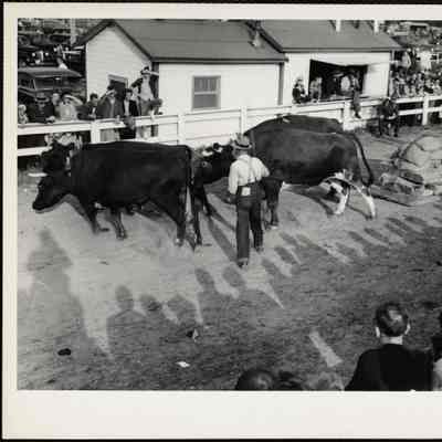 P.A. Fogg + son, Casco, Maine Windsor, Maine, fair