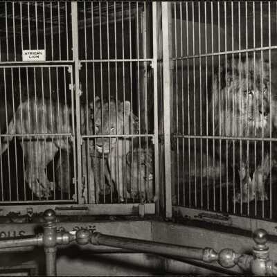 African lion