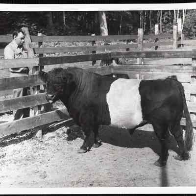 Foreman Wendall Dennison with belted galloway bull imported from Scotland in 1953.