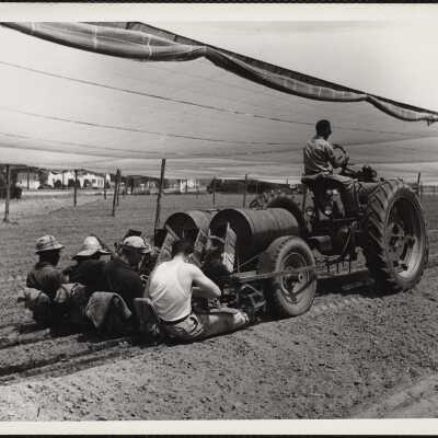 Planting tobacco - Connecticut