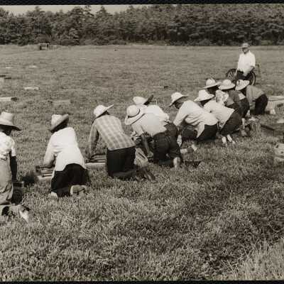 Picking cranberries - Mass Hanson, Mass
