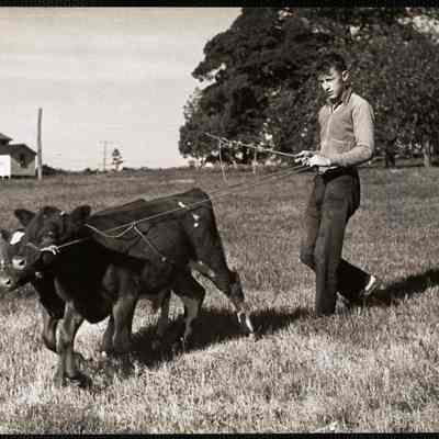 Training "Dynamite" and "Charger" 3 month old calves.