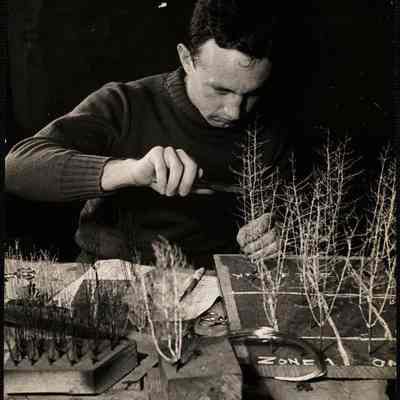 James Hart - making trees out of wire
