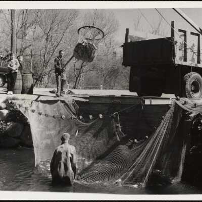 Alewife Run, Brewster, Mass. Bob Bresnahan (foreground) drawing in seining net Richard Dion with dipnet . . . Stoney Brook Mill, site of first water power mill in America in America is at left (out of picture)