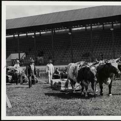 Olin Maxham - Woodstock, Vt. ox pulling Turnbridge, Vt. - Worlds Fair