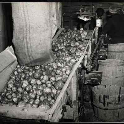 Potatoes 1