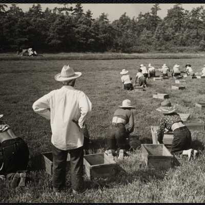 Cranberries Cape Cod