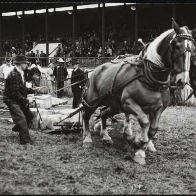 Bill Rogers of Turnbridge in horse pulling contest - Turnbridge Fair