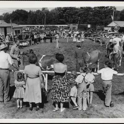 Cattle judging Windsor, Maine - fair