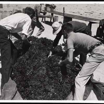 Siasconset clam bake