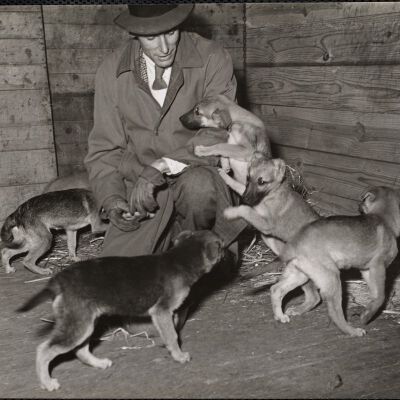 Dog shows