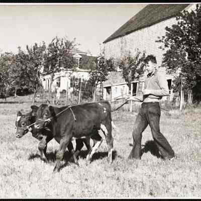 Training "Dynamite" and "Charger" 3 month old calves.