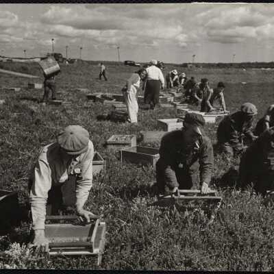 Cranberries Cape Cod