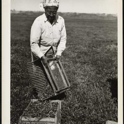 Picking cranberries