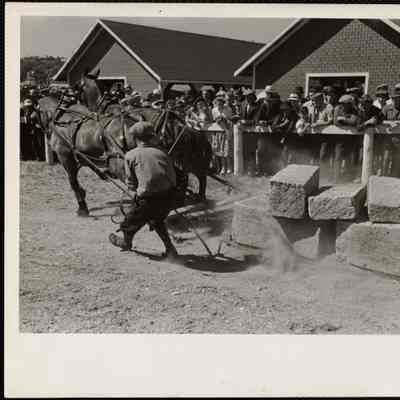Maine county fair horse pulling