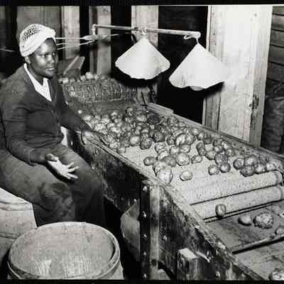 Potatoes 1