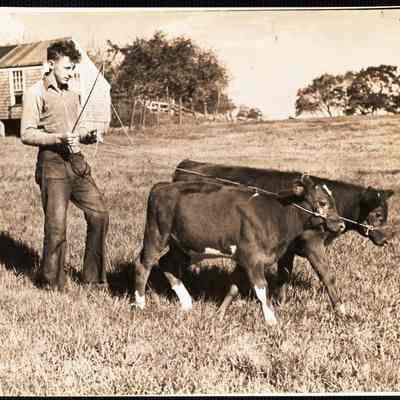 Training "Dynamite" and "Charger" 3 month old calves.
