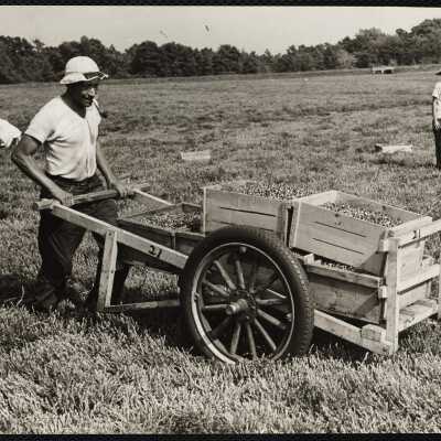 Cranberry picking, Cape Cod