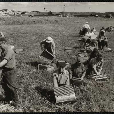 Picking cranberries - Mass Hanson, 1940s