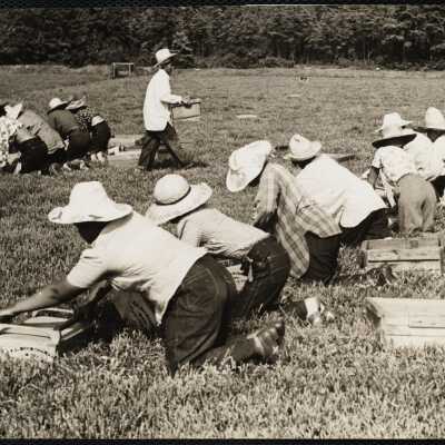 Cranberry picking, Cape Cod Hanson, MA 1940s