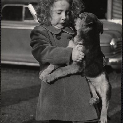Dog shows
