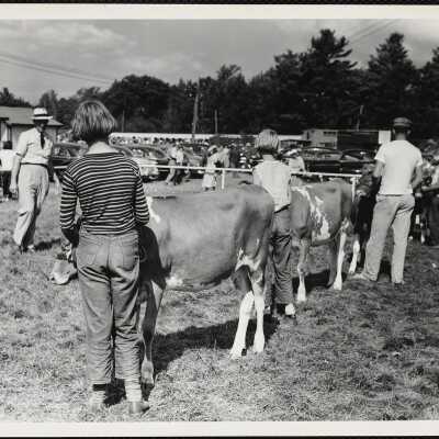 Cattle judging Windsor, Maine, fair