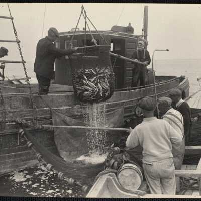 Maine sardine fishing