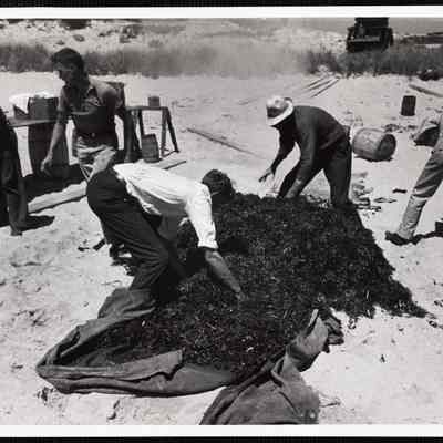 Siasconset clam bake