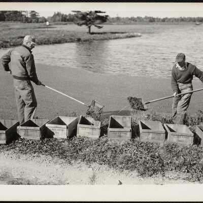 Picking cranberries - Cape Cod