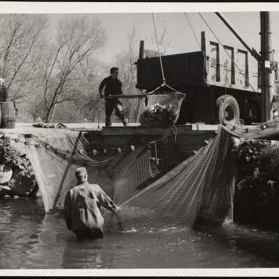 Alewife Run, Brewster, Mass. Bob Bresnahan (foreground) drawing in seining net Richard Dion with dipnet . . . This run is along side of the Stoney Brook Mill, site of first water power mill in America.