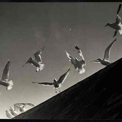 Sea gulls